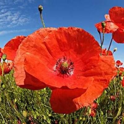 五星战队武装城市加强无敌版3